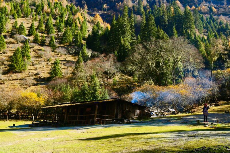 四川樹景 四川樹景